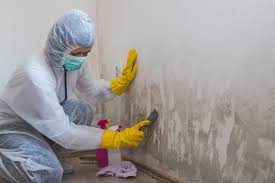 Best Mold Odor Removal Services  in Jeffersonville, OH